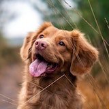 Picture showing the face of a happy dog