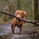 Picture of a small dog holding a stick in it's mouth